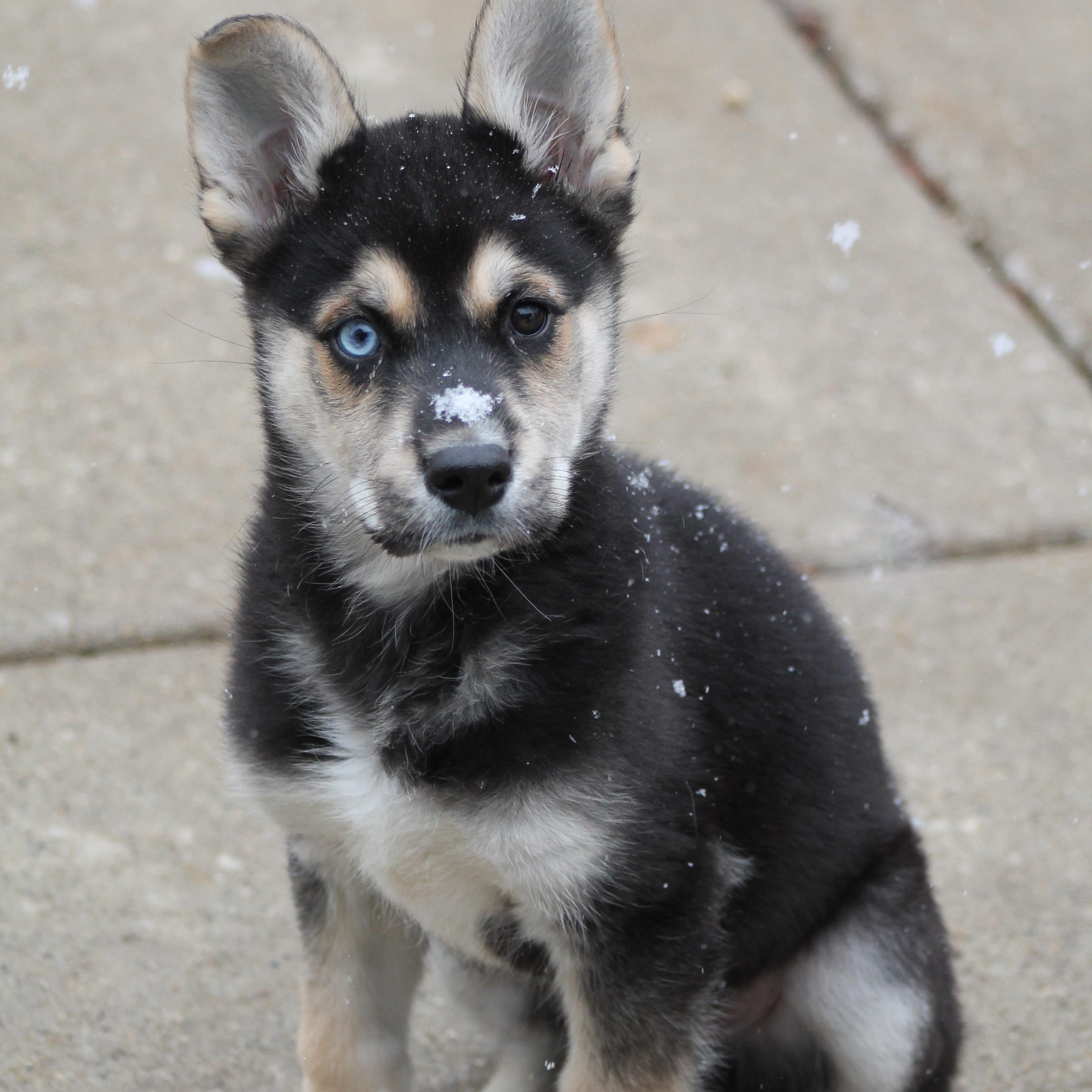 Enlarge Cliff, an adopted mixed breed in Lemont, IL image 2/3