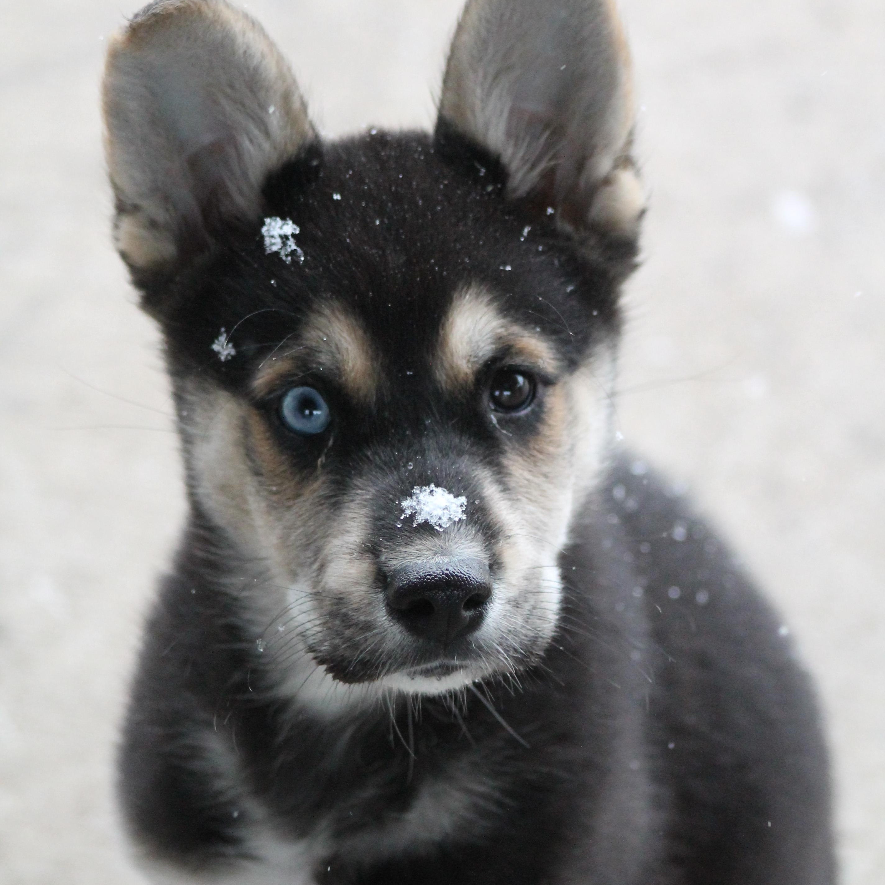 Enlarge Cliff, an adopted mixed breed in Lemont, IL image 3/3