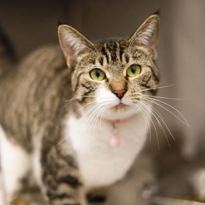 Cassidy, Adoptable, Adult Female Domestic Short Hair.
