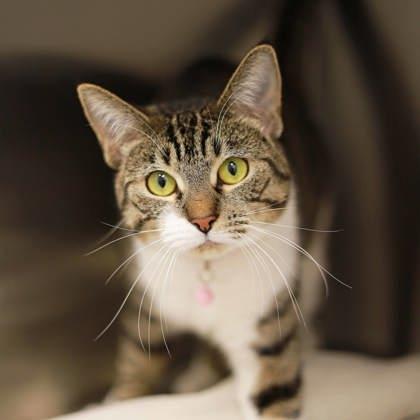 Enlarge Cassidy, a Adoptable mixed breed in Atlanta, GA image 1/2