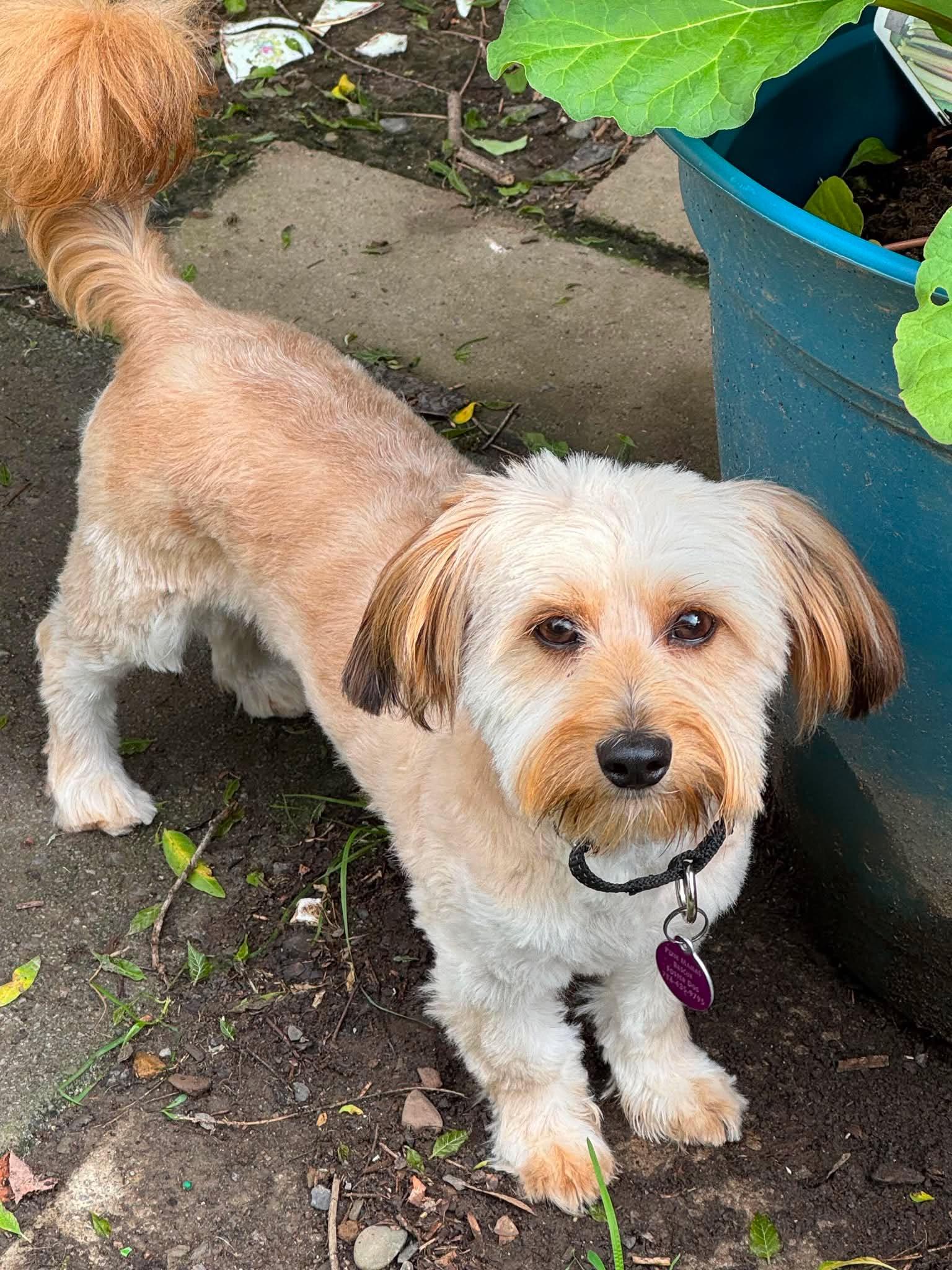 Teddy, Adoptable, Young Male Havanese.