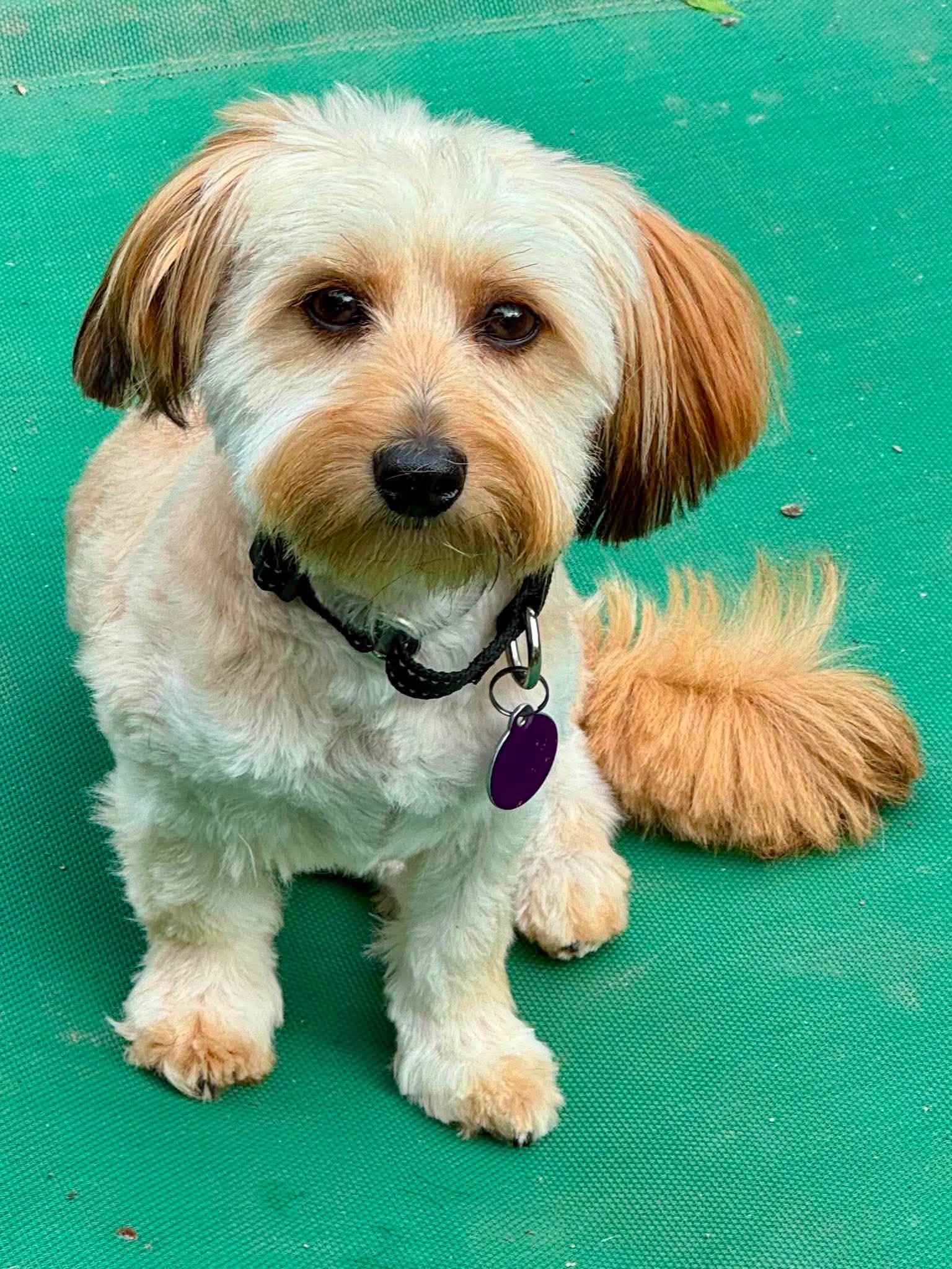 Enlarge Teddy, a Adoptable Havanese in Buffalo, NY image 2/2