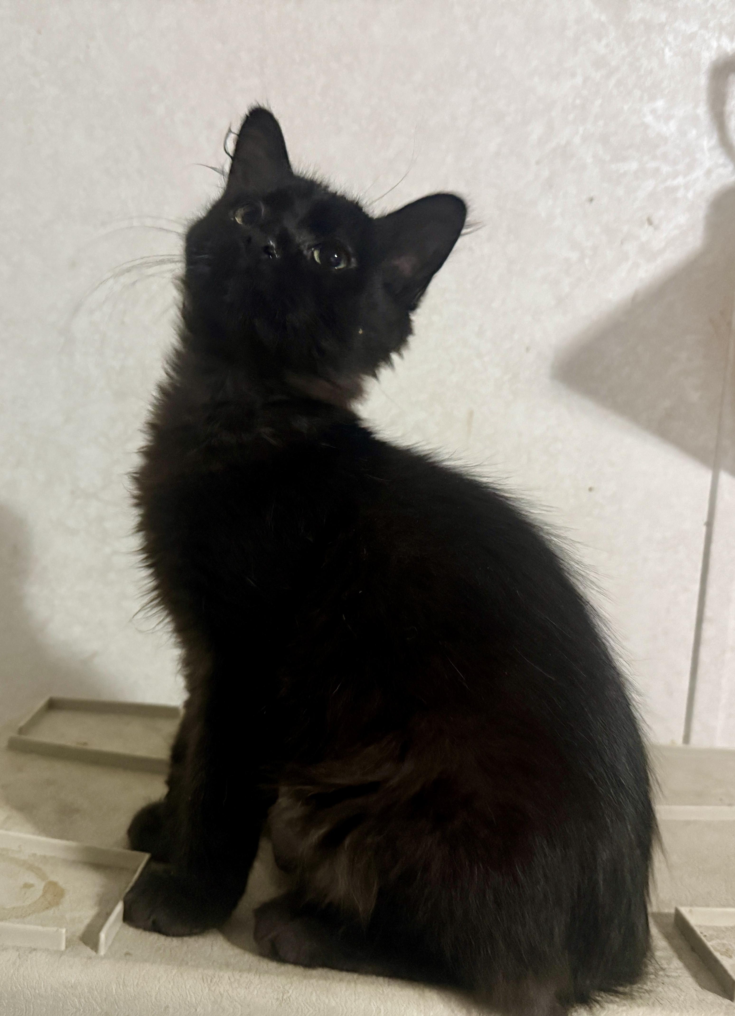 Dennis =^.^=