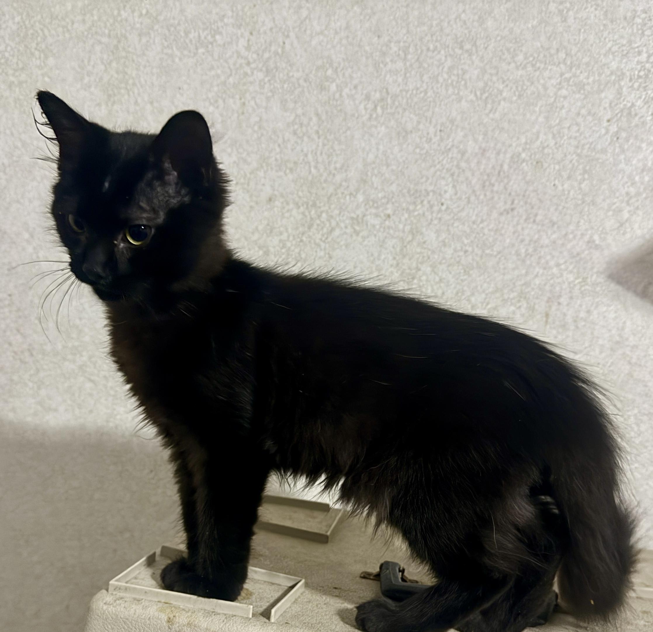 Dennis =^.^=