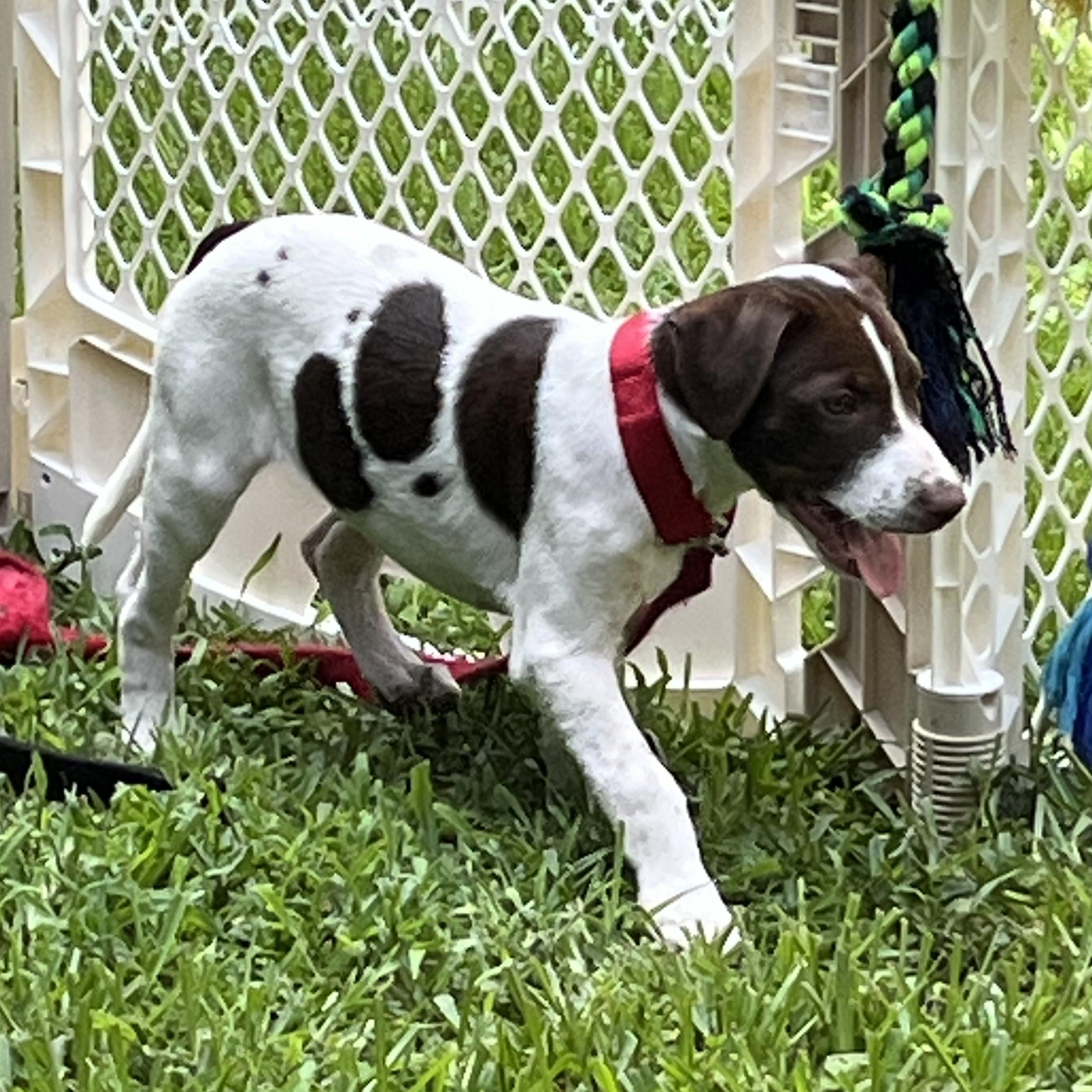 Pepper