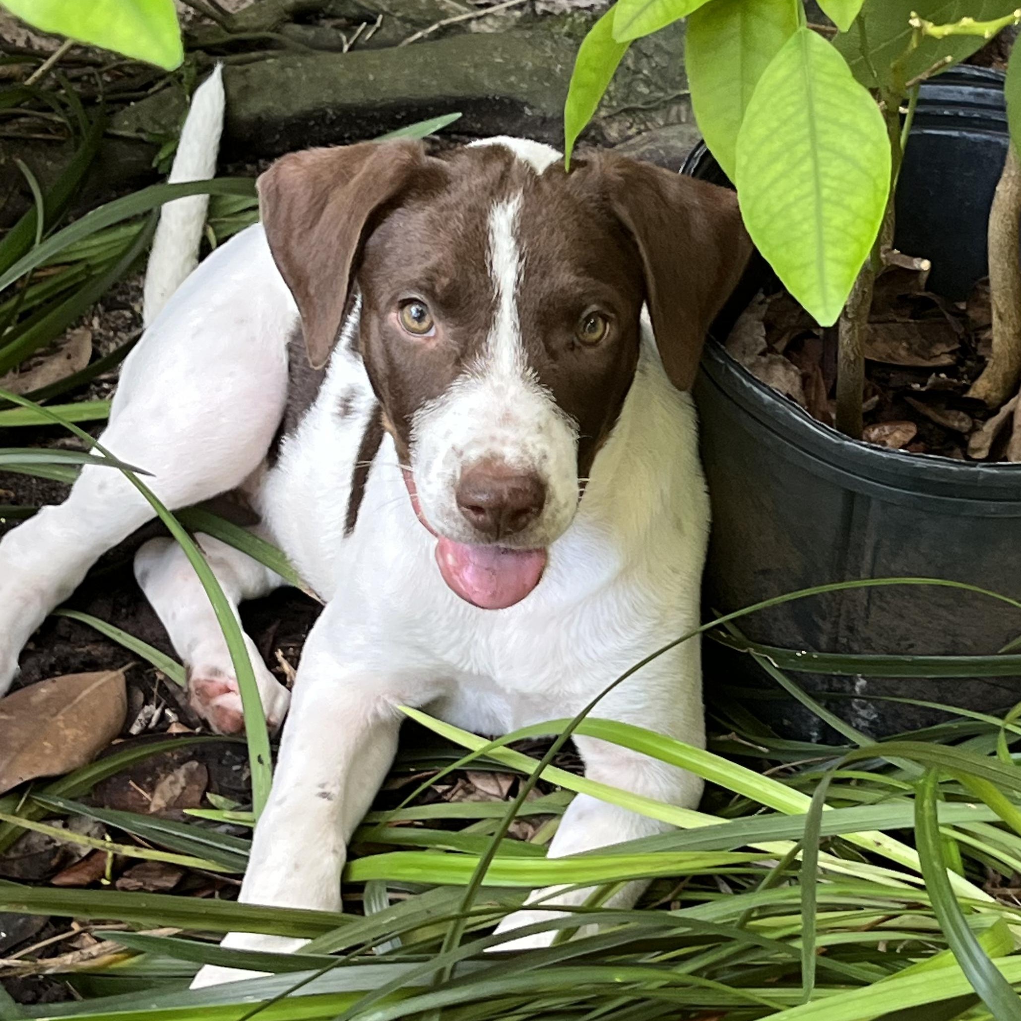 Pepper 3