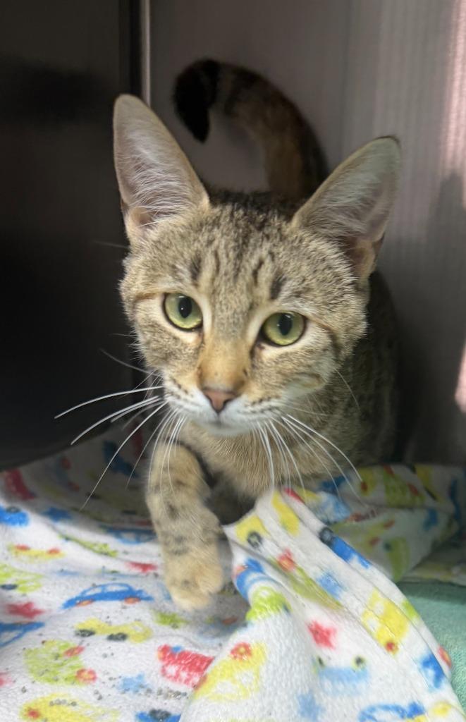 Tigress, Adoptable, Young Female Tiger.