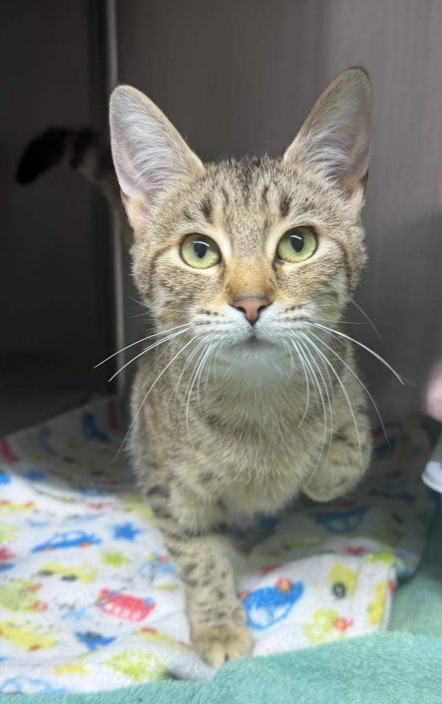 Tigress, a Adoptable Tiger in Lagrange, IN image 2/3