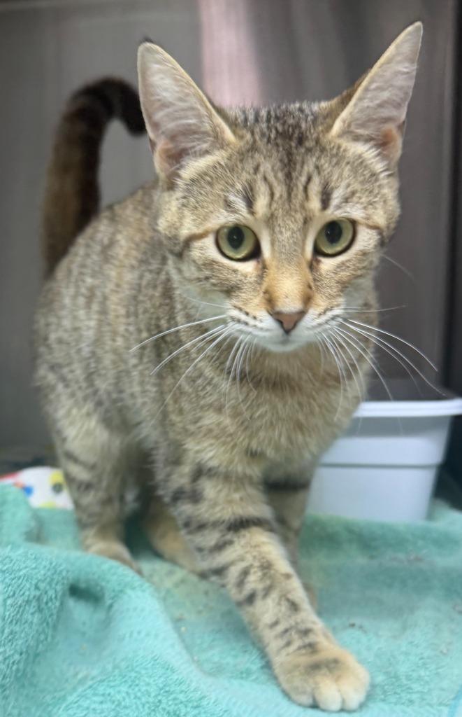 Tigress, a Adoptable Tiger in Lagrange, IN image 3/3