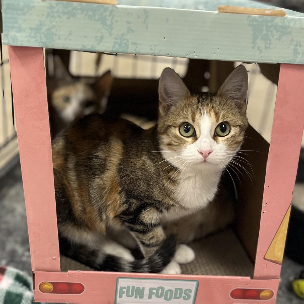 Pippi, Adoptable, Young Female Domestic Short Hair.