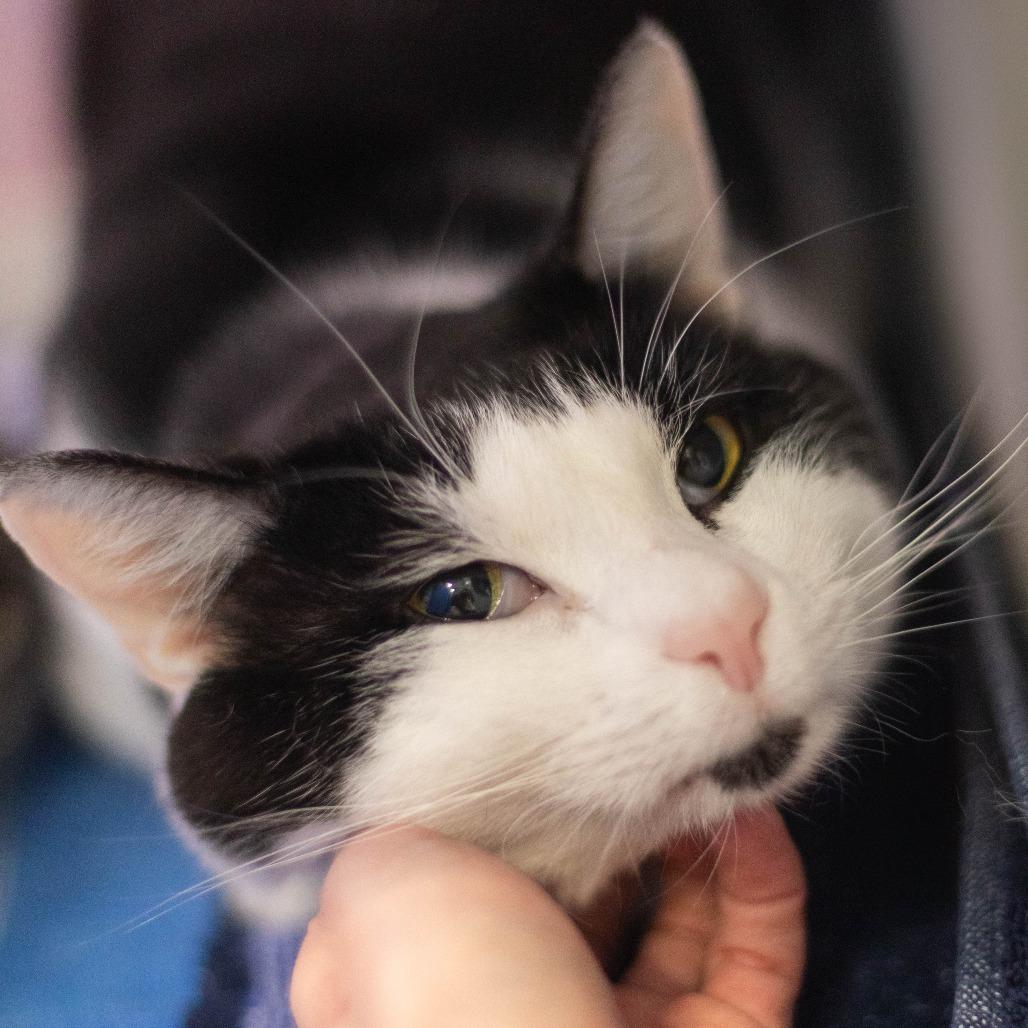 Panda - Adoption Pending, a Adoptable Domestic Short Hair in South Burlington, VT image 1/4