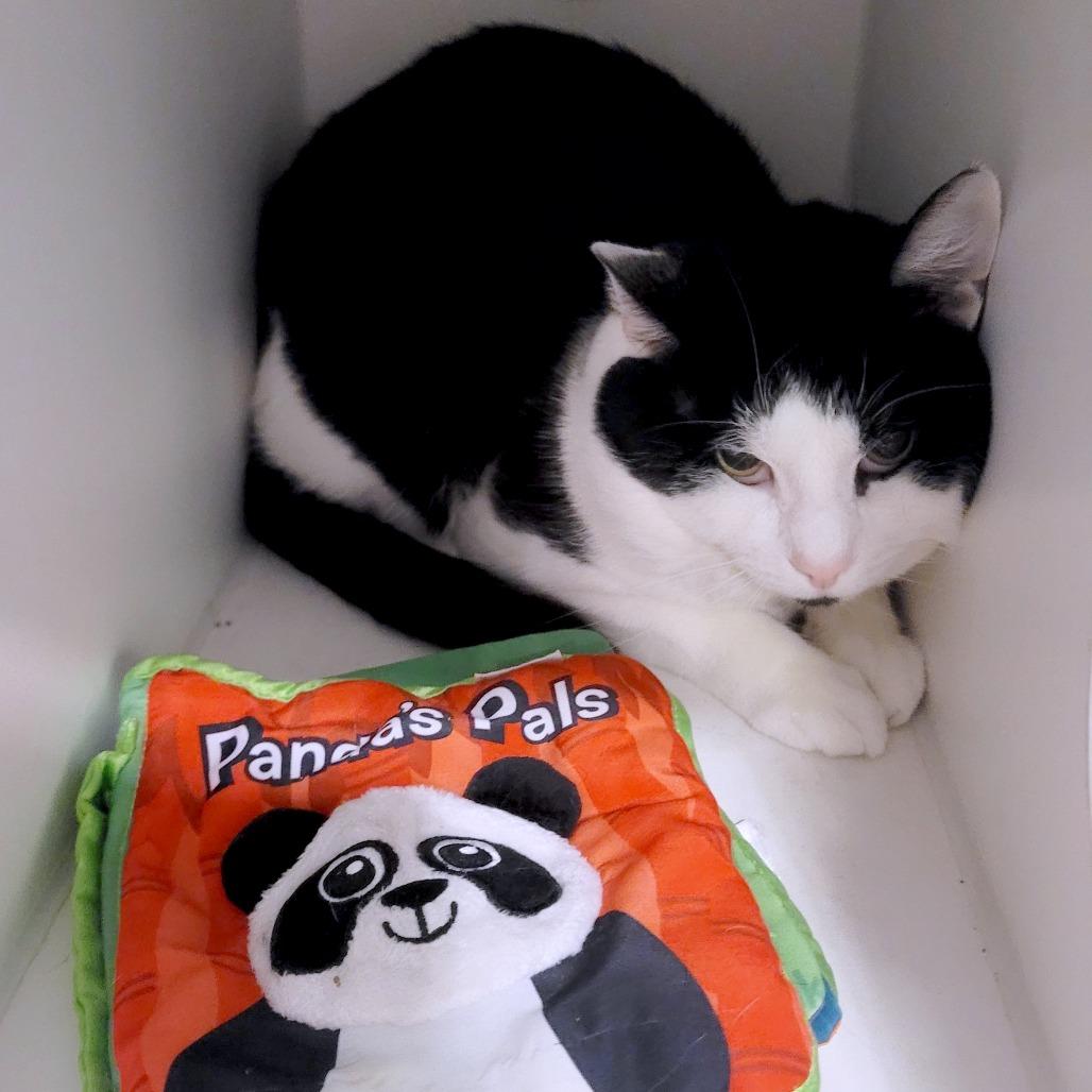 Panda - Adoption Pending, a Adoptable Domestic Short Hair in South Burlington, VT image 2/4