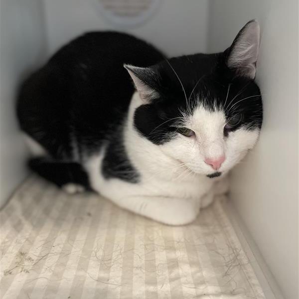 Panda - Adoption Pending, a Adoptable Domestic Short Hair in South Burlington, VT image 3/4
