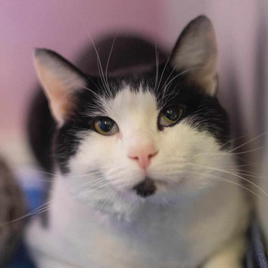 Panda - Adoption Pending, a Adoptable Domestic Short Hair in South Burlington, VT image 4/4
