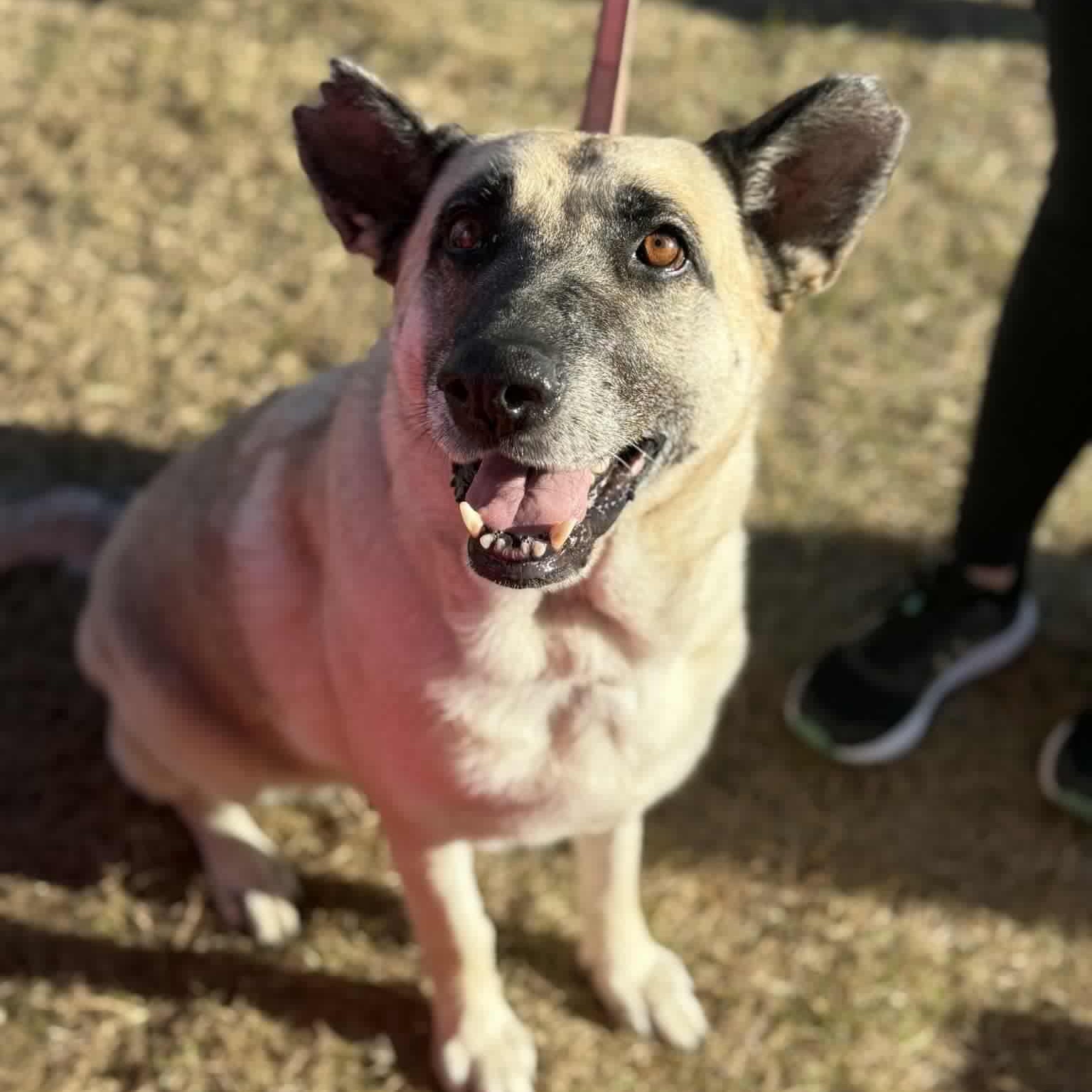 Enlarge Hope, a Adoptable mixed breed in Cedar Rapids, IA image 3/5