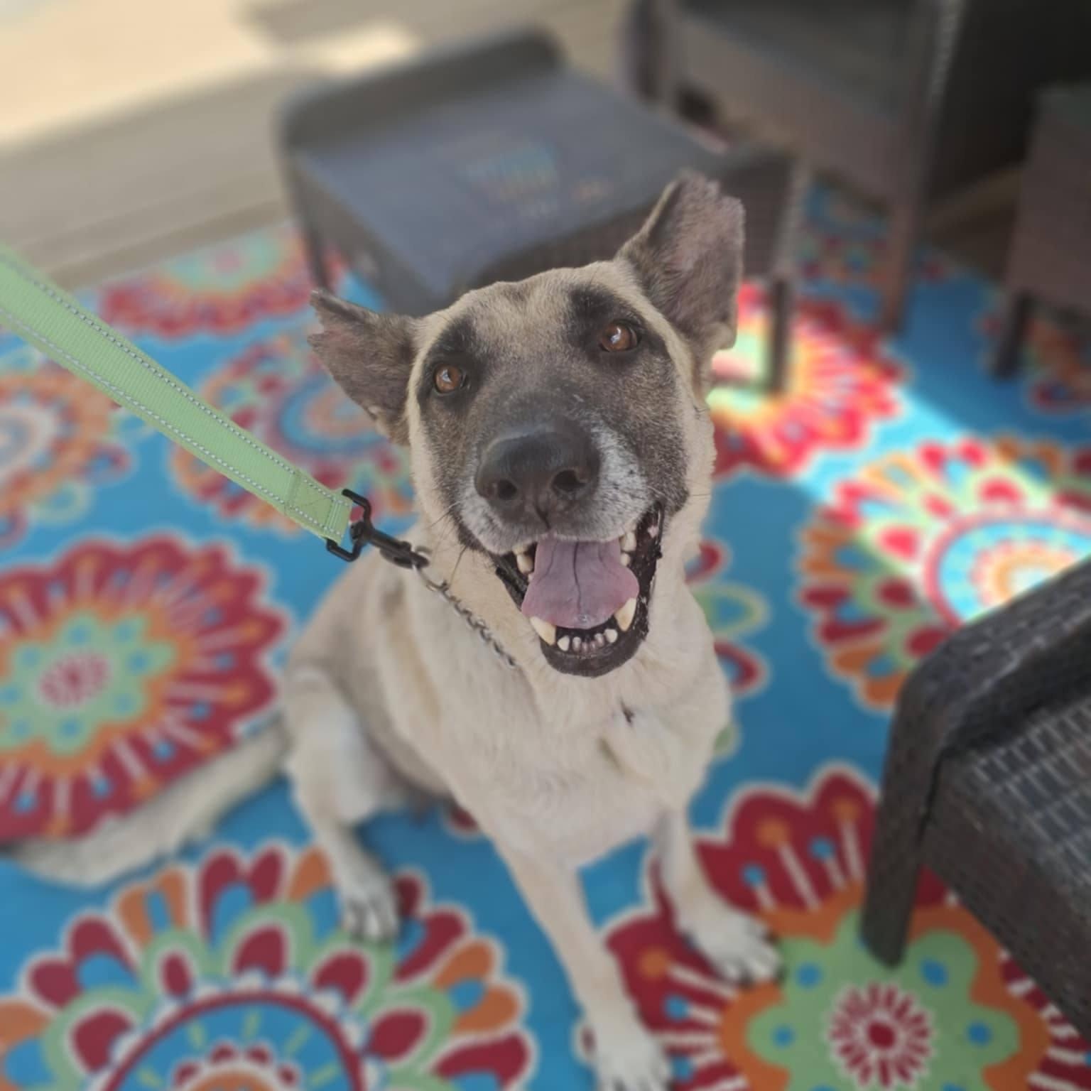 Enlarge Hope, a Adoptable mixed breed in Cedar Rapids, IA image 5/5