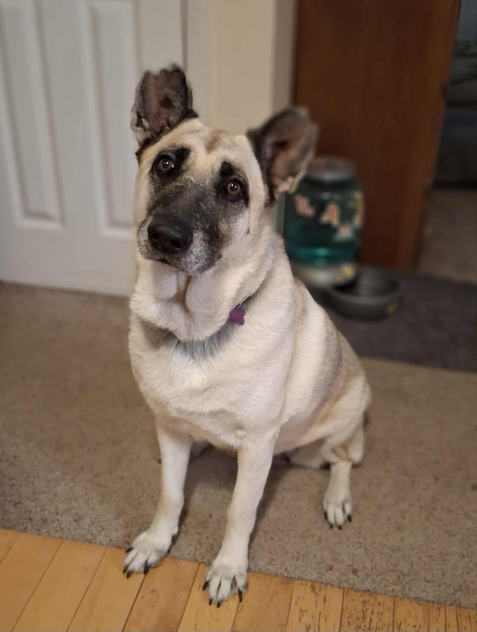 Enlarge Hope, a Adoptable mixed breed in Cedar Rapids, IA image 2/5