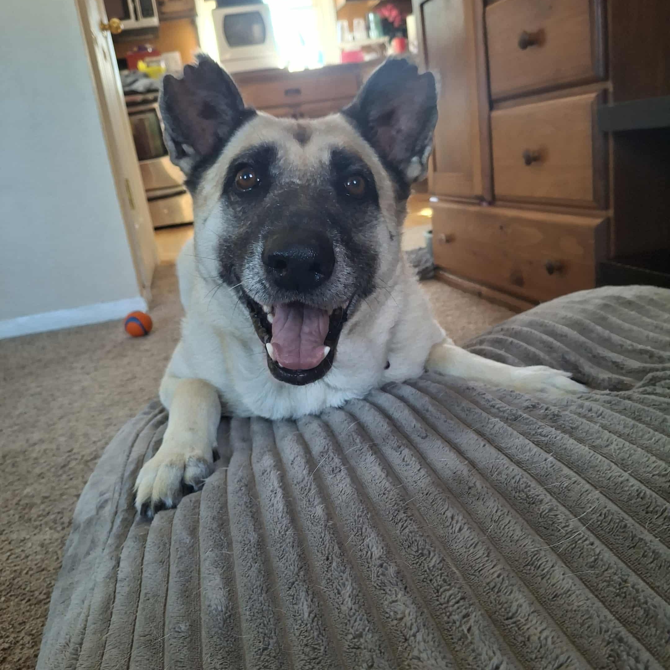 Hope, Adoptable, Adult Female German Shepherd Dog & Belgian Shepherd / Malinois.