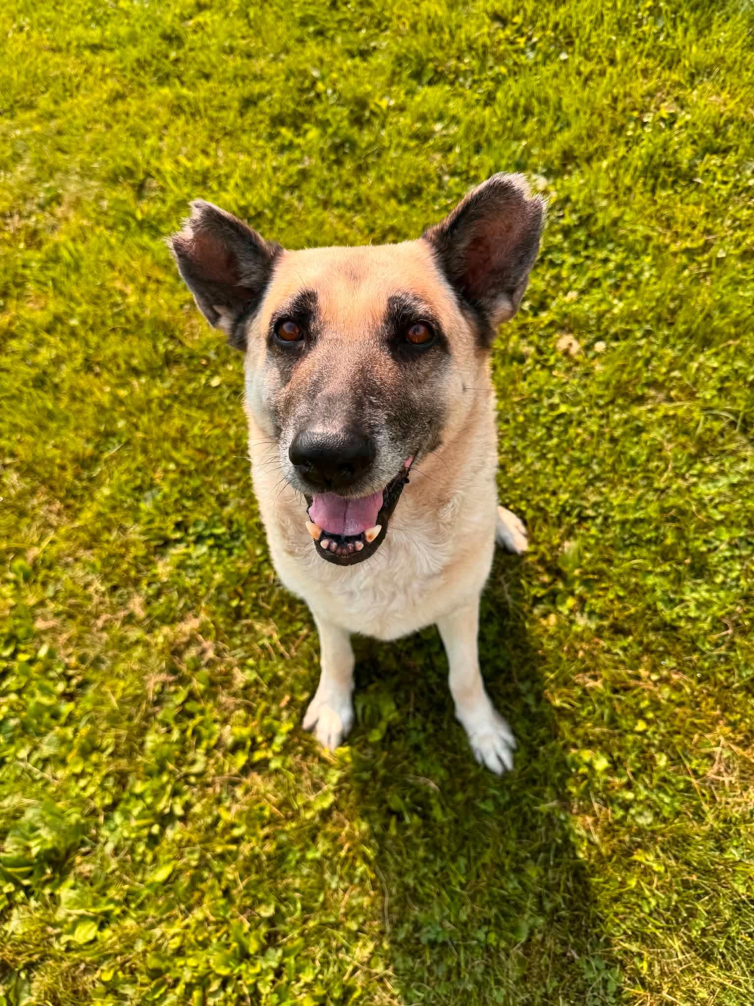 Hope, Adoptable, Adult Female German Shepherd Dog & Belgian Shepherd / Malinois.