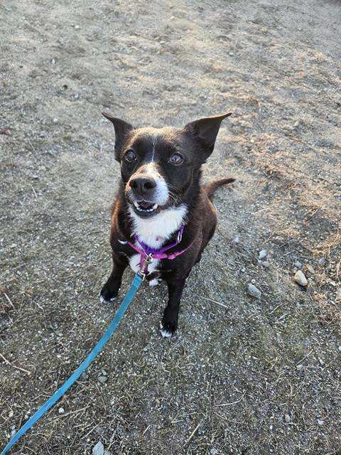 LUCY, Adoptable, Adult Female Labrador Retriever & Mixed Breed.