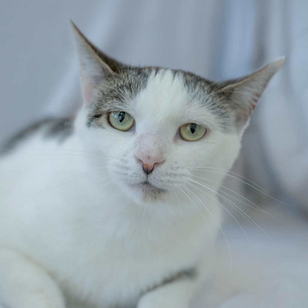 Priscilla, Adoptable, Adult Female Domestic Short Hair.