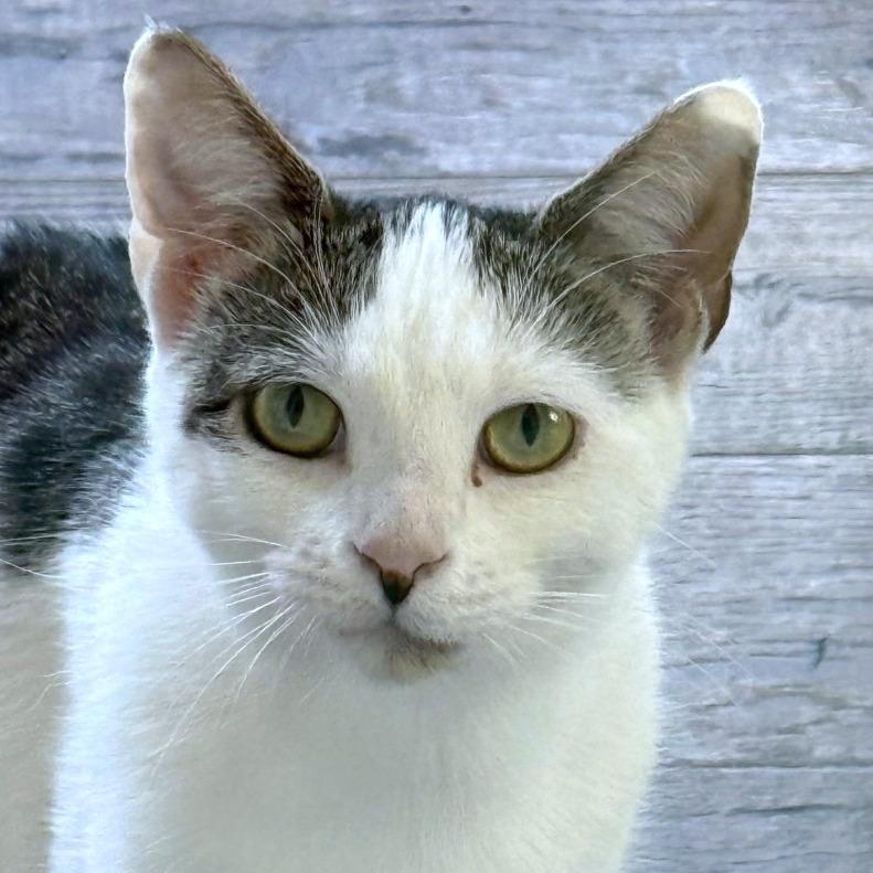 Enlarge Priscilla, a Adoptable Domestic Short Hair in Chapel Hill, NC image 1/4