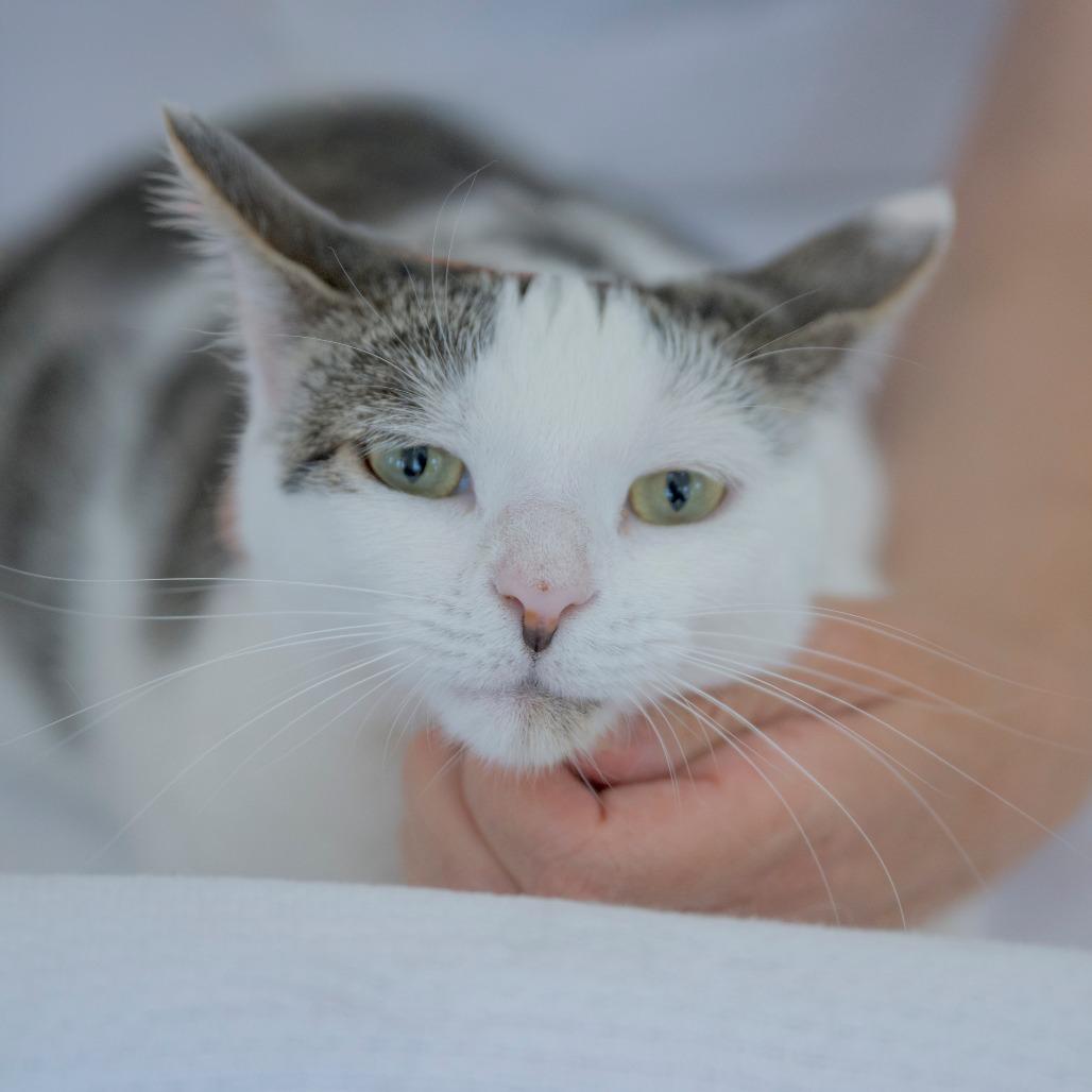 Enlarge Priscilla, a Adoptable Domestic Short Hair in Chapel Hill, NC image 2/6
