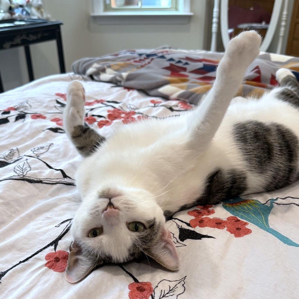 Enlarge Priscilla, a Adoptable Domestic Short Hair in Chapel Hill, NC image 2/4
