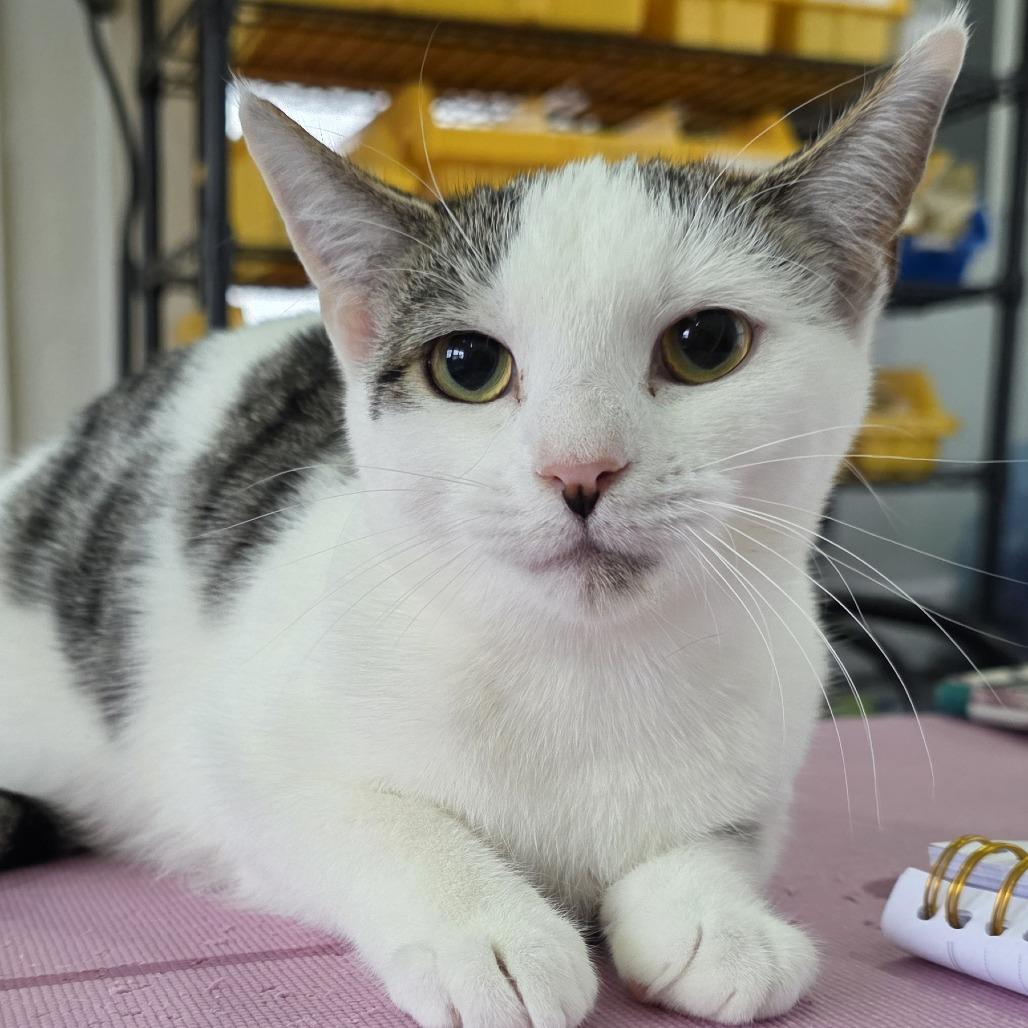 Enlarge Priscilla, a Adoptable Domestic Short Hair in Chapel Hill, NC image 1/1