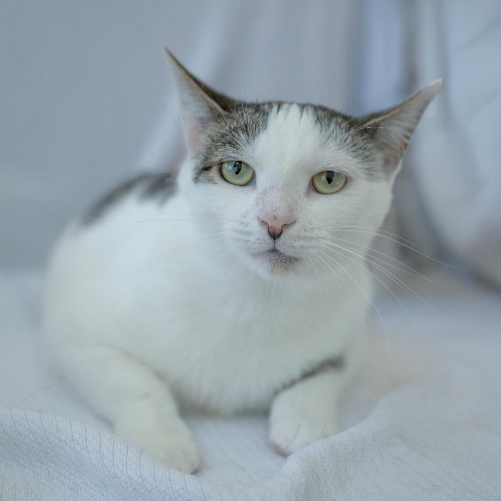 Enlarge Priscilla, a Adoptable Domestic Short Hair in Chapel Hill, NC image 4/6
