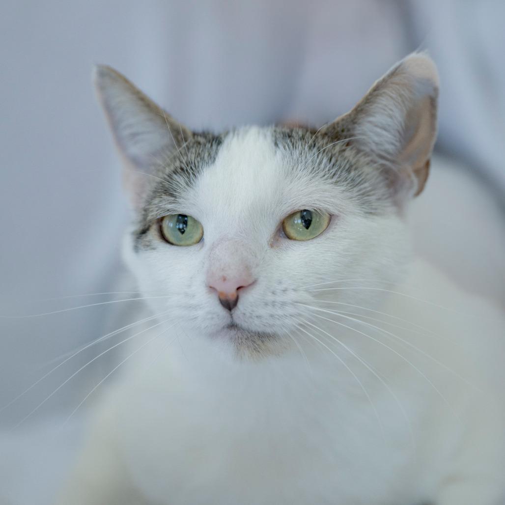 Enlarge Priscilla, a Adoptable Domestic Short Hair in Chapel Hill, NC image 5/6