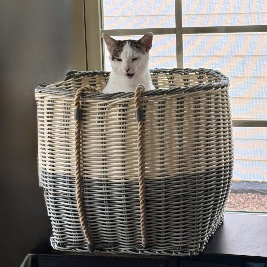 Priscilla, Adoptable, Young Female Domestic Short Hair.