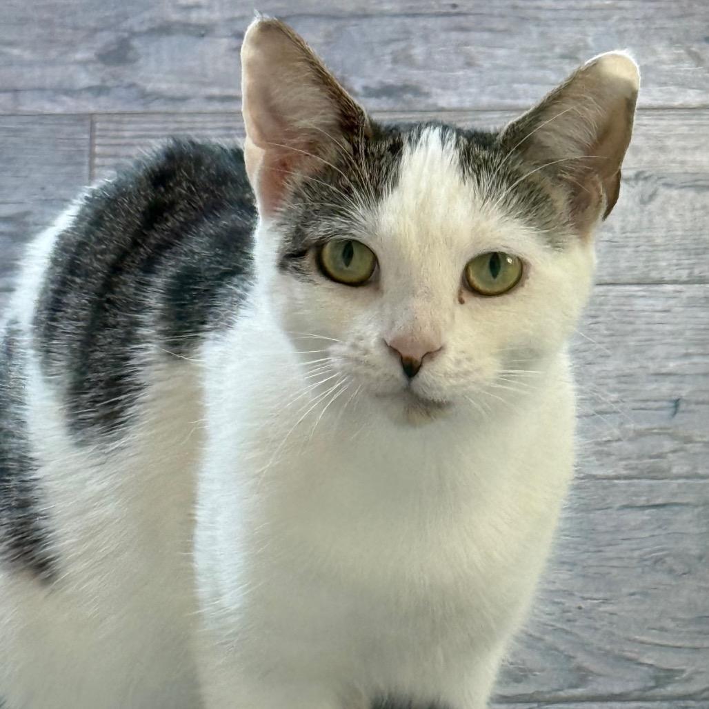 Priscilla, a Adoptable Domestic Short Hair in Chapel Hill, NC image 2/6