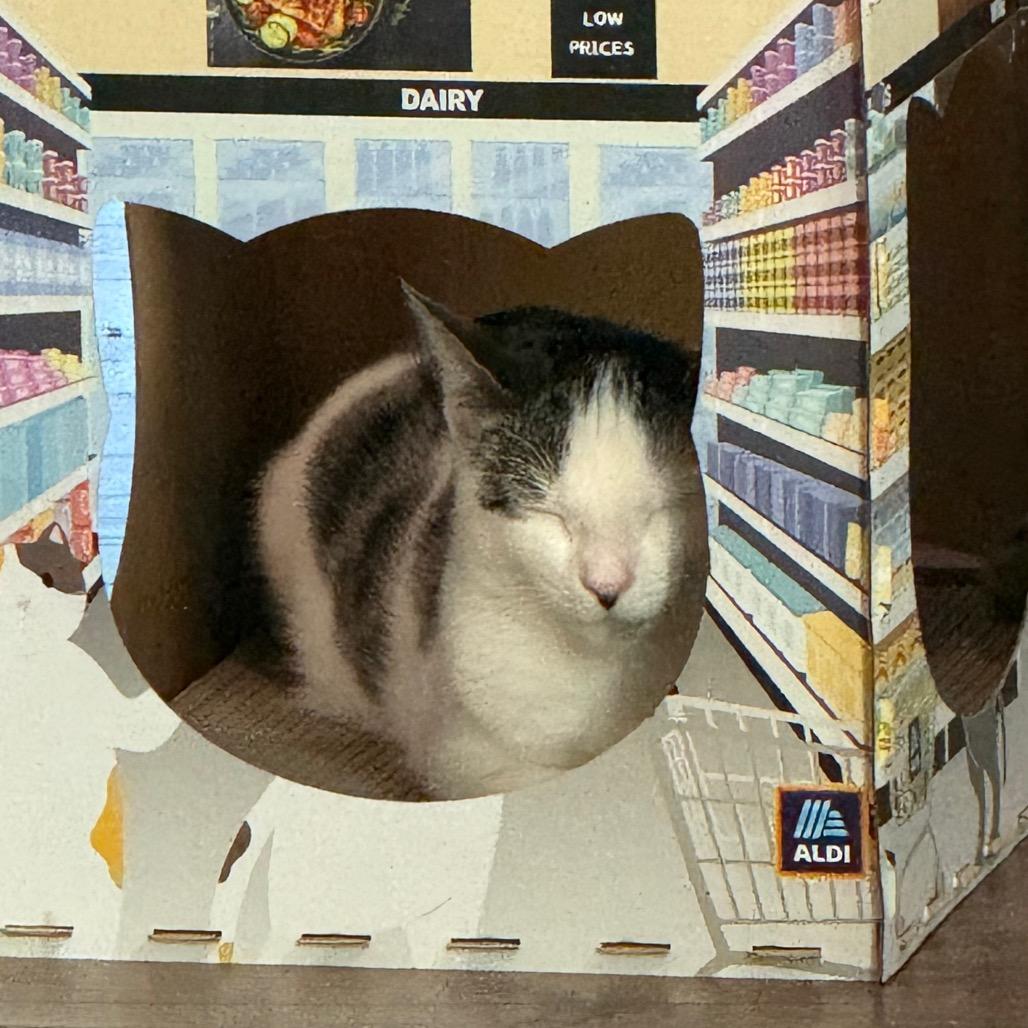 Priscilla, a Adoptable Domestic Short Hair in Chapel Hill, NC image 3/6
