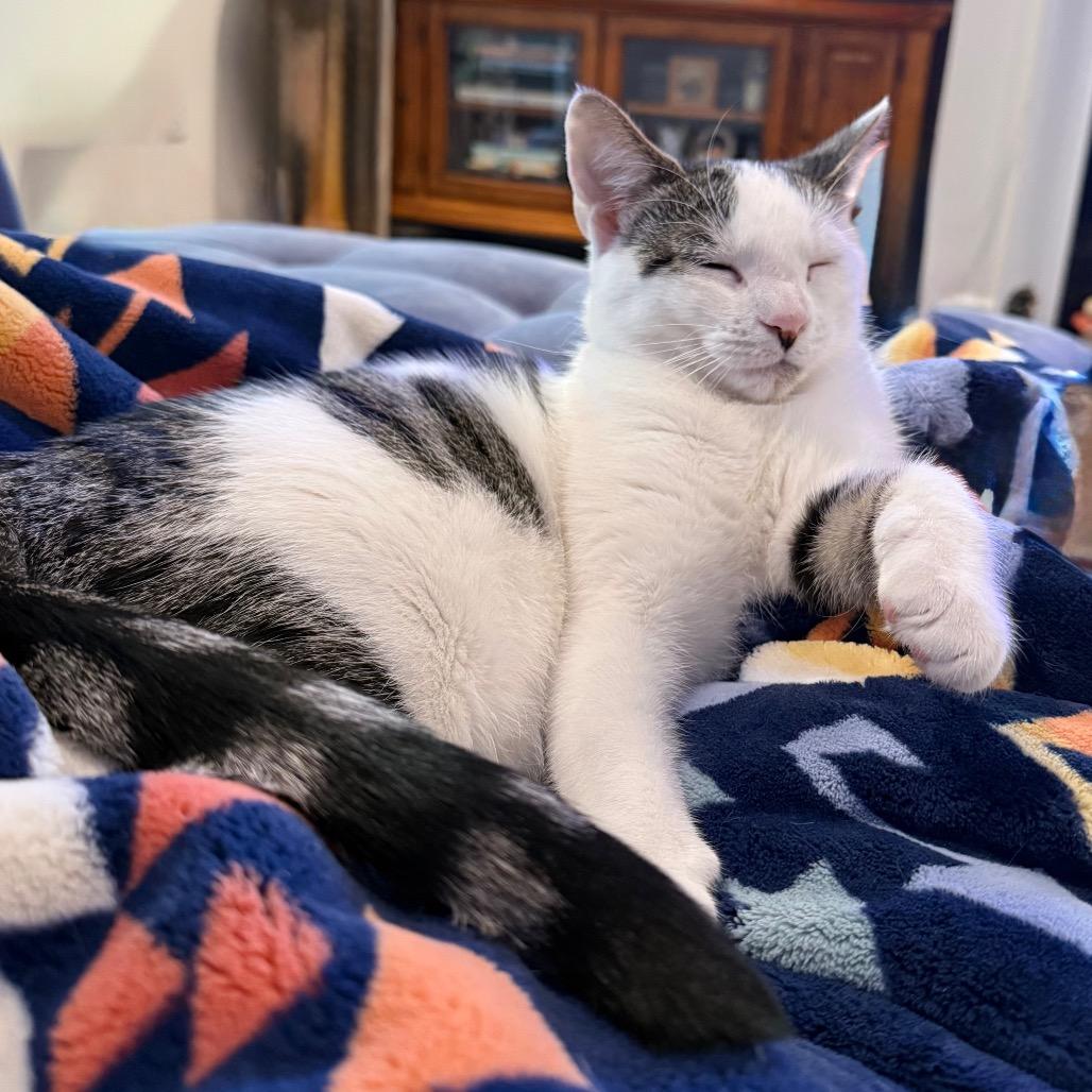 Priscilla, a Adoptable Domestic Short Hair in Chapel Hill, NC image 4/6