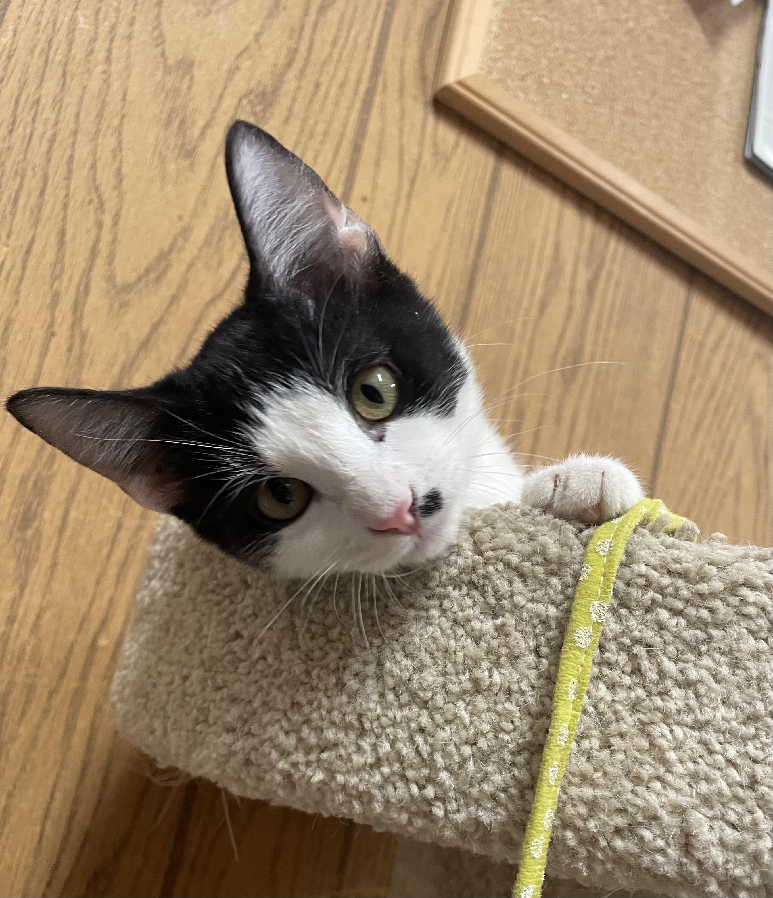 Ted, Adoptable, Young Male Domestic Short Hair.