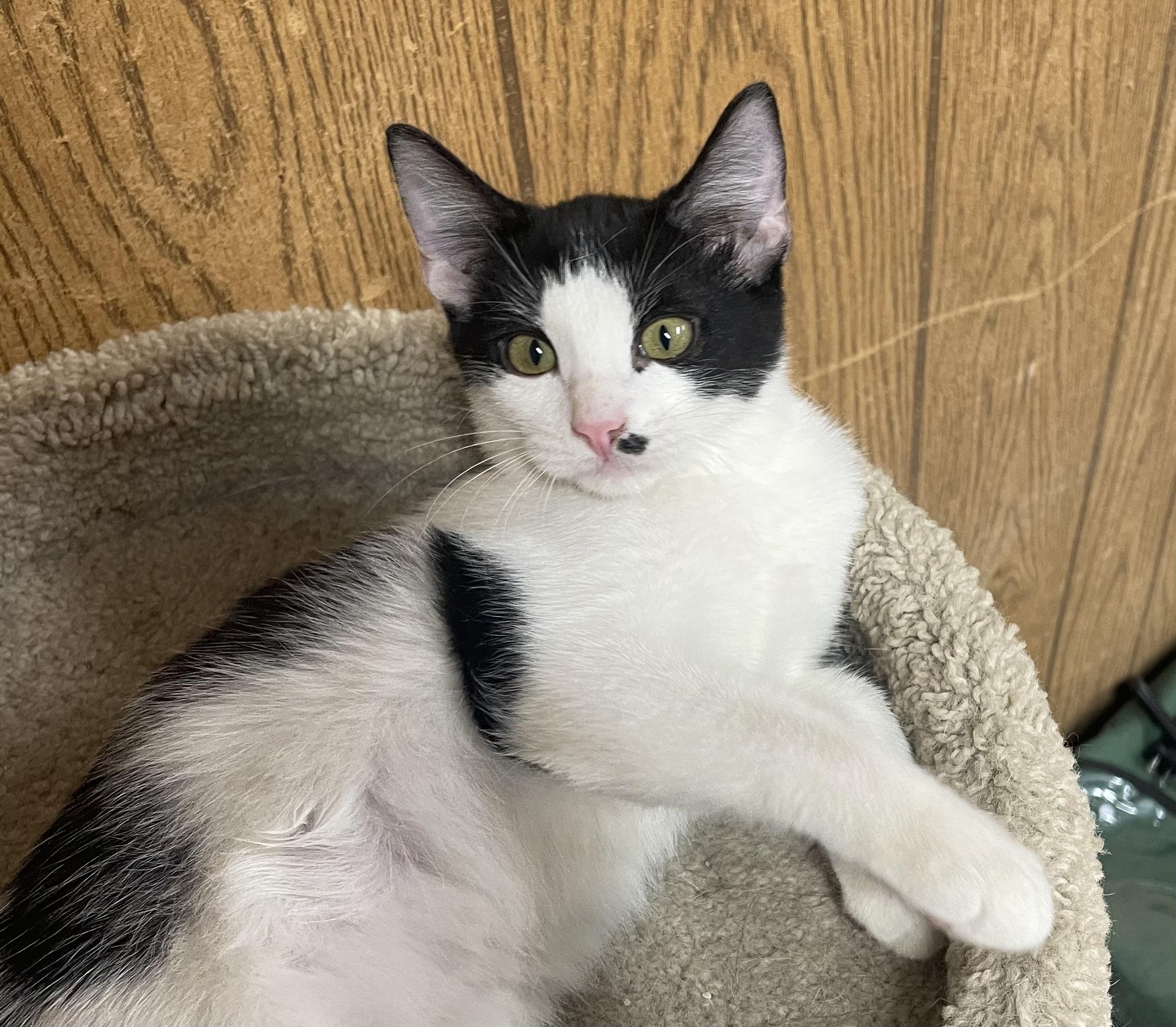 Ted, a Adoptable Domestic Short Hair in Mansfield, TX image 2/4