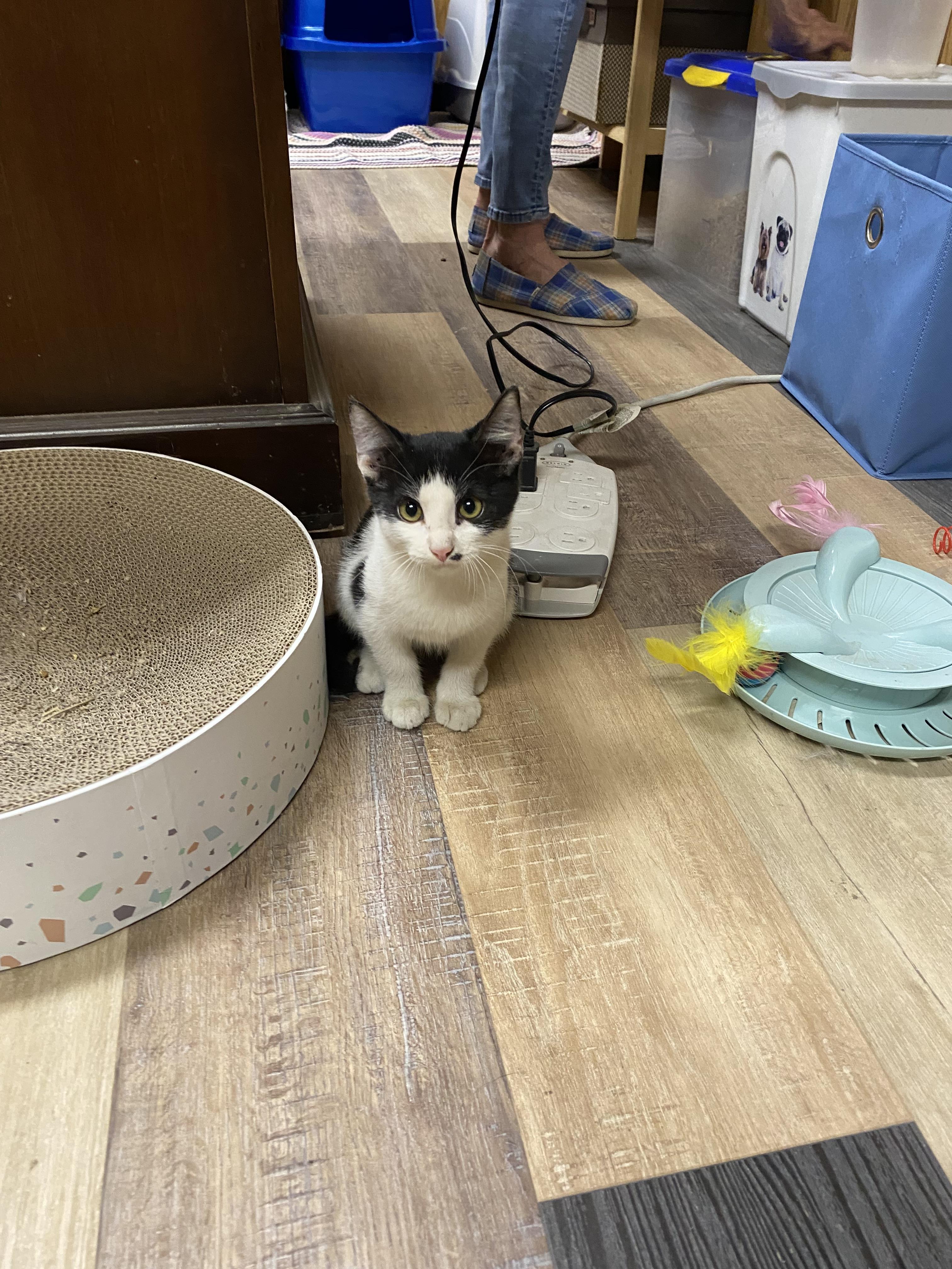 Ted, a Adoptable Domestic Short Hair in Mansfield, TX image 3/4