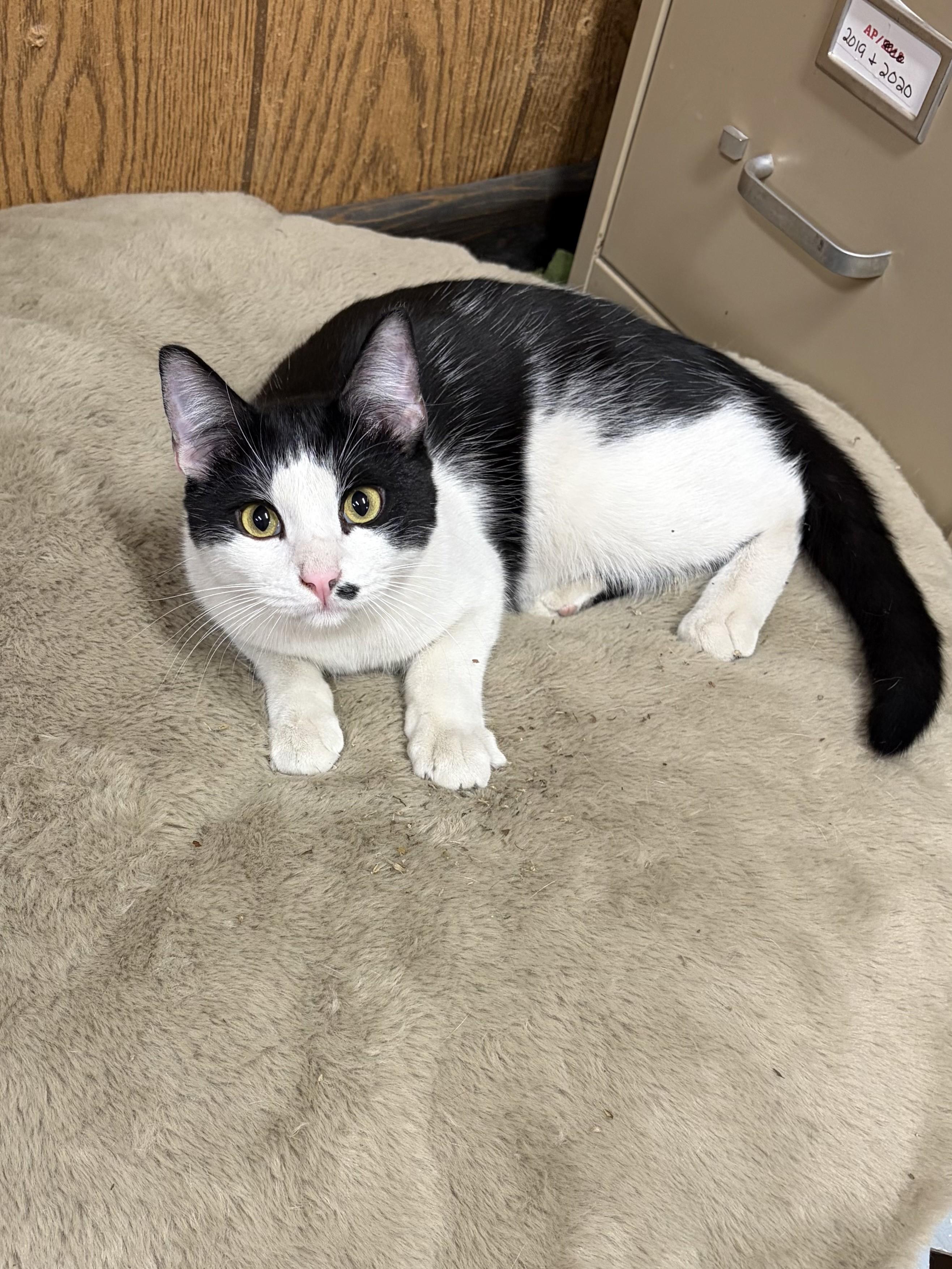 Ted, Adoptable, Young Male Domestic Short Hair.