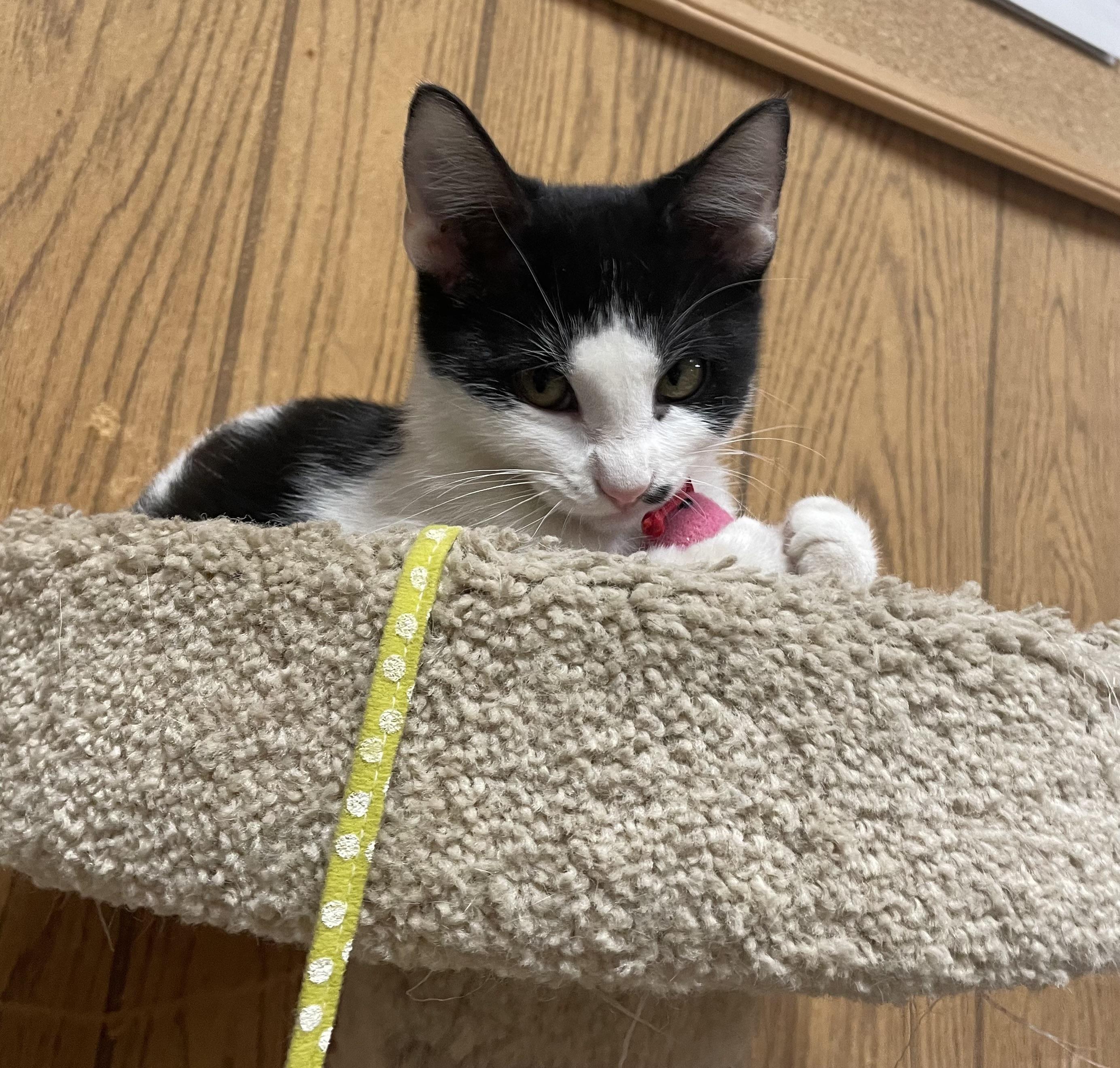 Ted, a Adoptable Domestic Short Hair in Mansfield, TX image 4/4