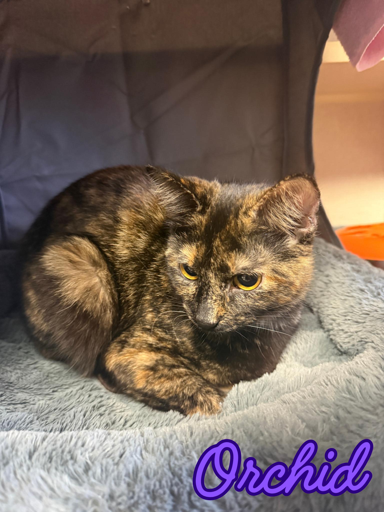 Enlarge Orchid, a ADOPTABLE Tortoiseshell in Orleans, VT image 1/1