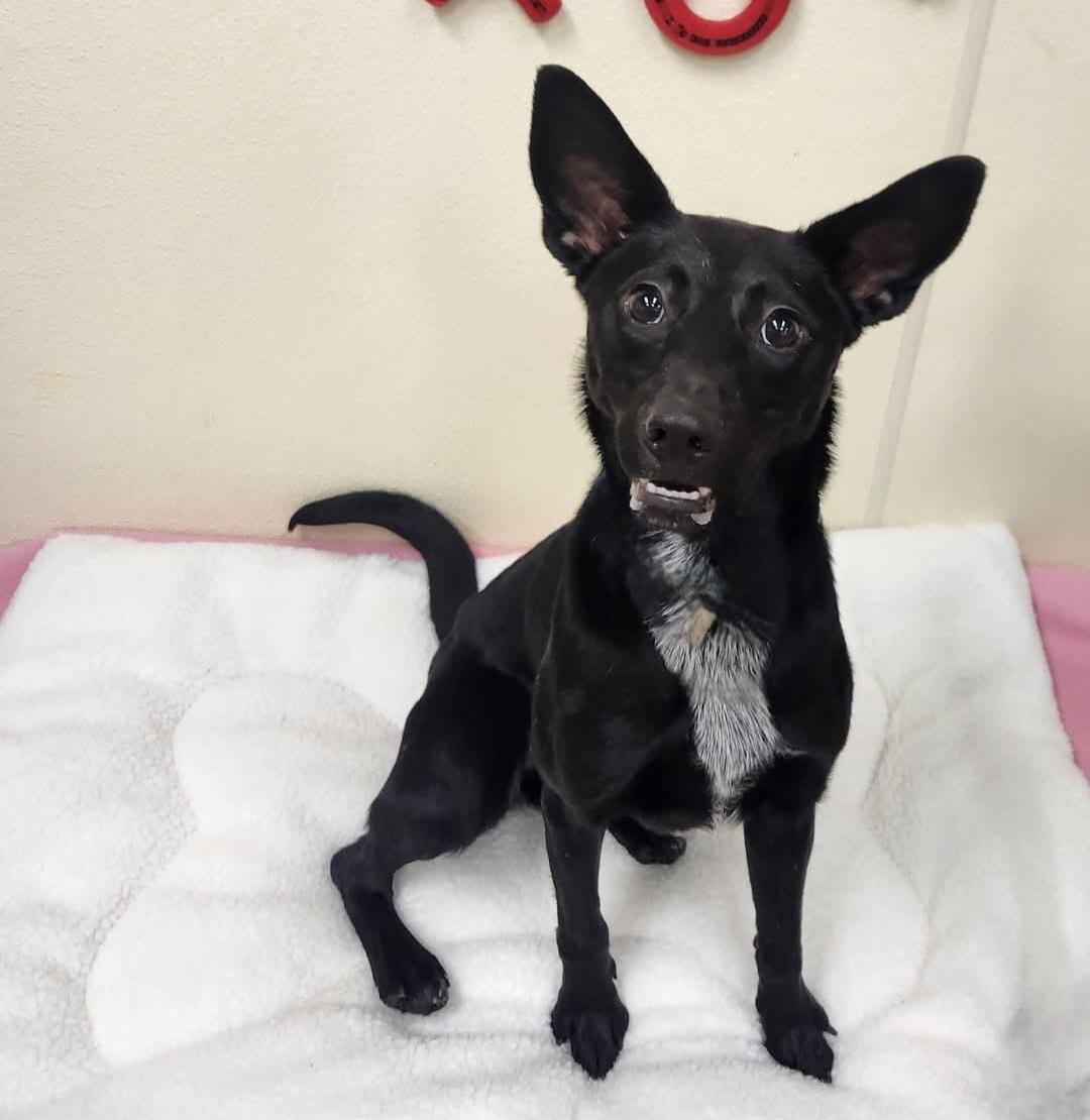 Raven, ADOPTABLE, Young Female Shepherd.