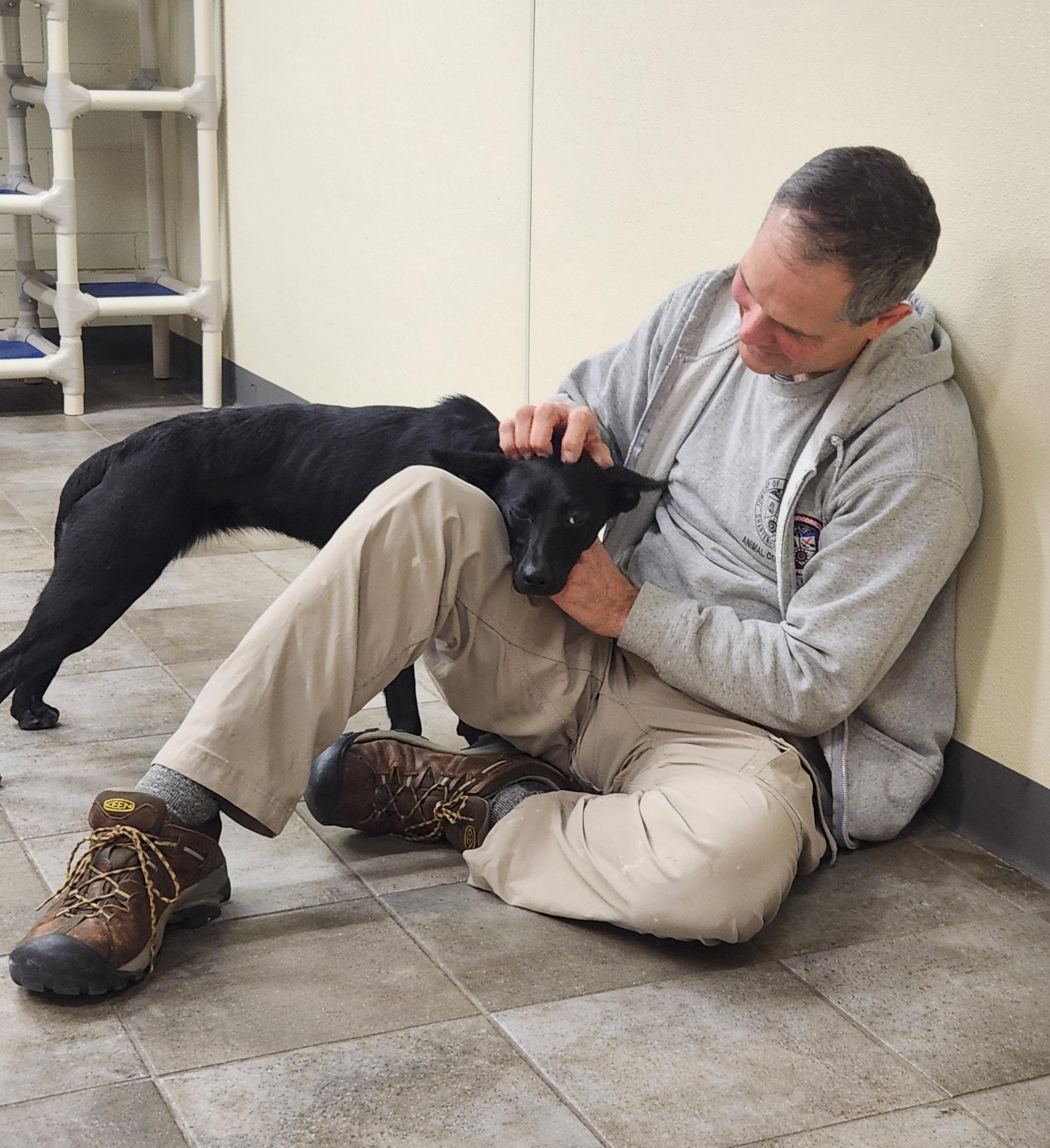 Enlarge Raven, a ADOPTABLE mixed breed in Sewaren, NJ image 2/2