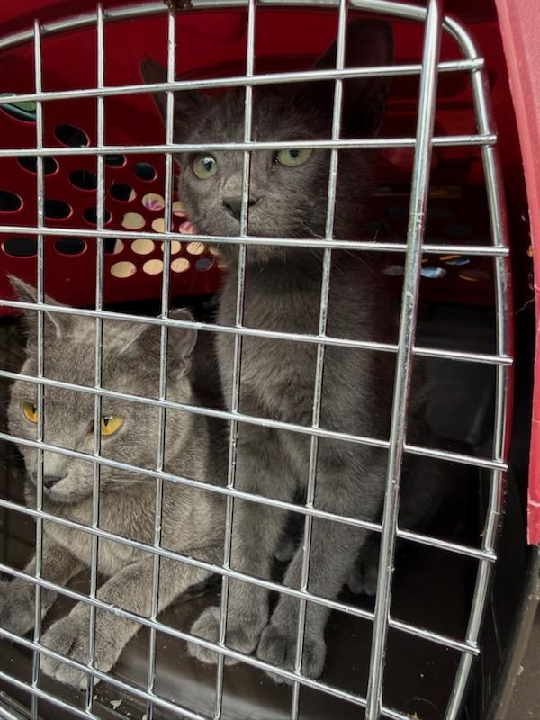 Nugget, ADOPTABLE, Kitten Male Domestic Short Hair.
