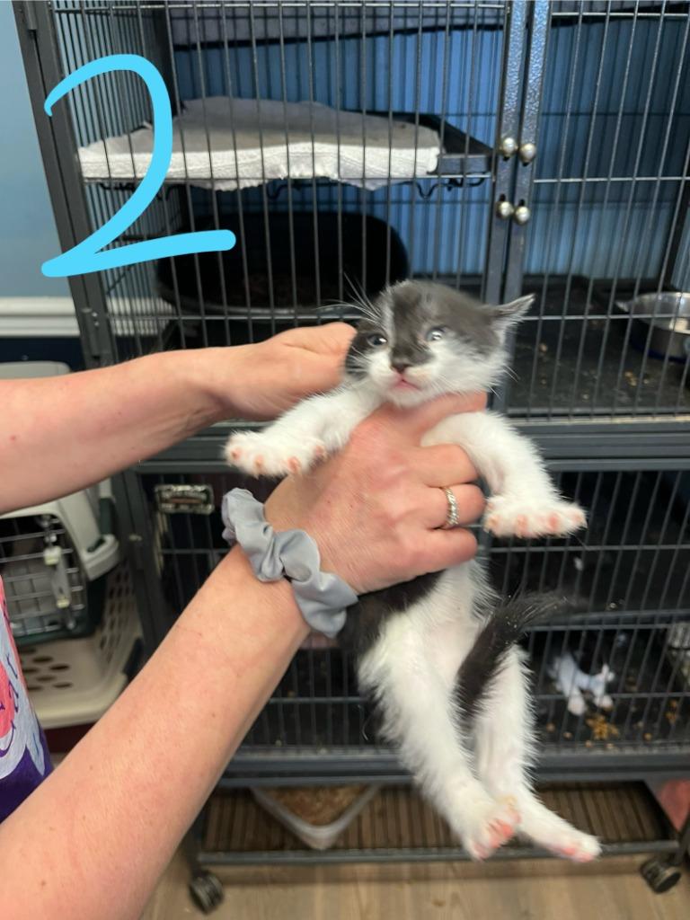 Creole, Adopted, Kitten Male Domestic Short Hair.