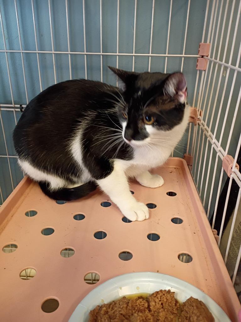 Enlarge Creole, a Adopted mixed breed in LIberty, NY image 2/2