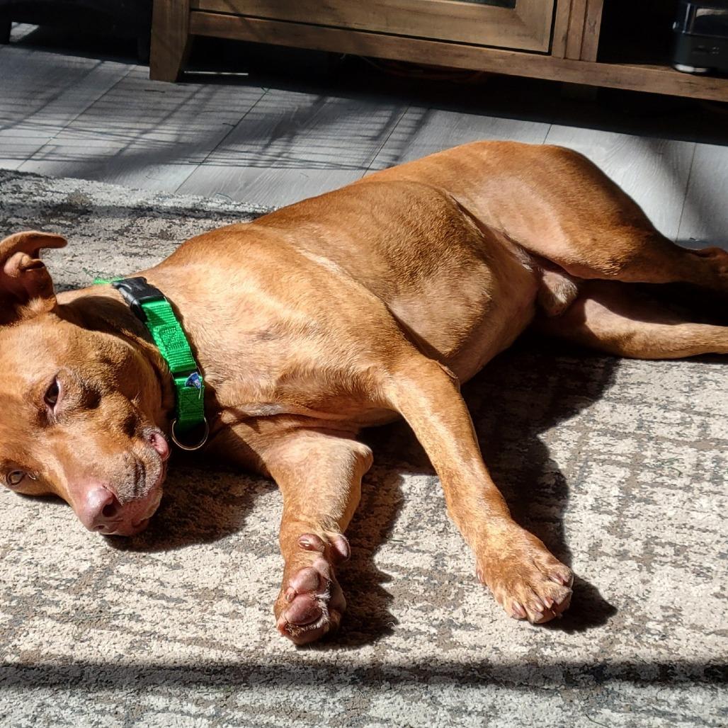 Enlarge Ruger, a Adoptable Mixed Breed in Clearwater, FL image 1/4