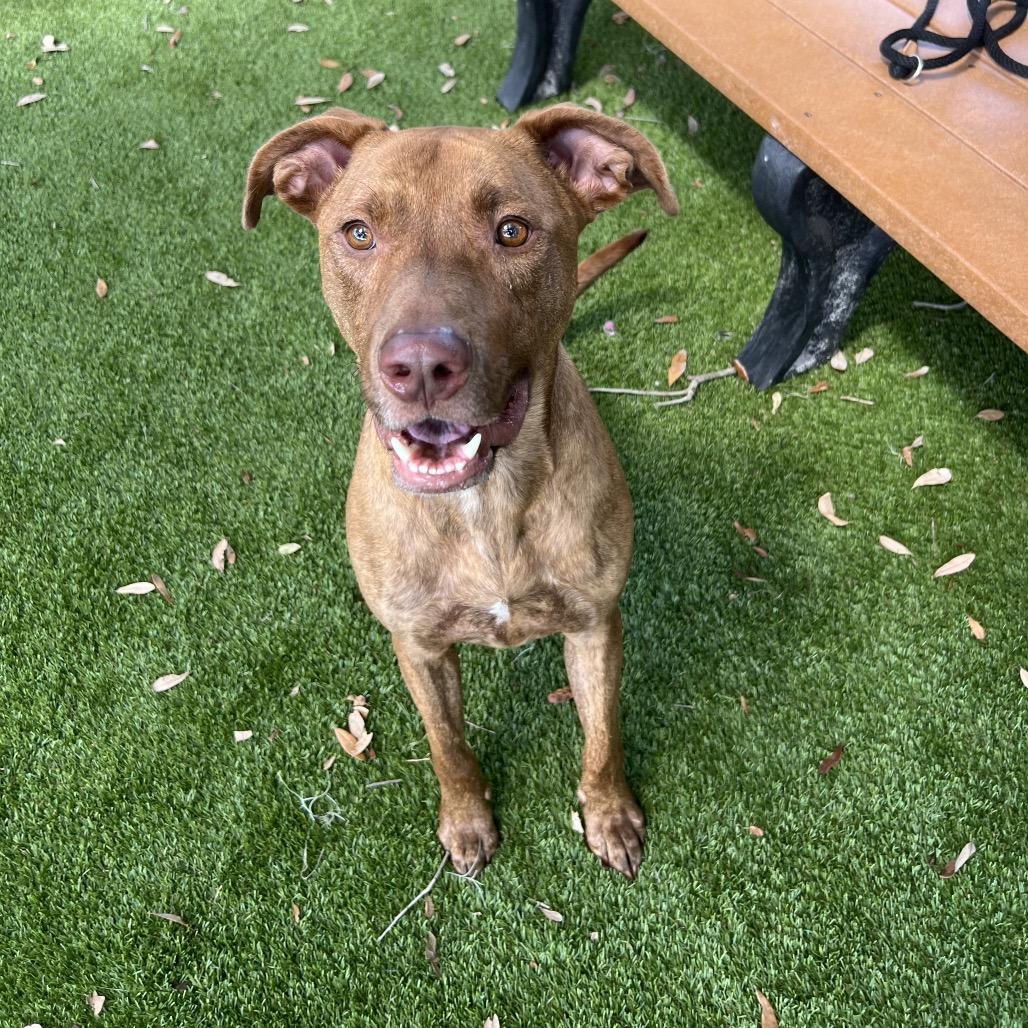 Ruger, Adoptable, Adult Male Mixed Breed.