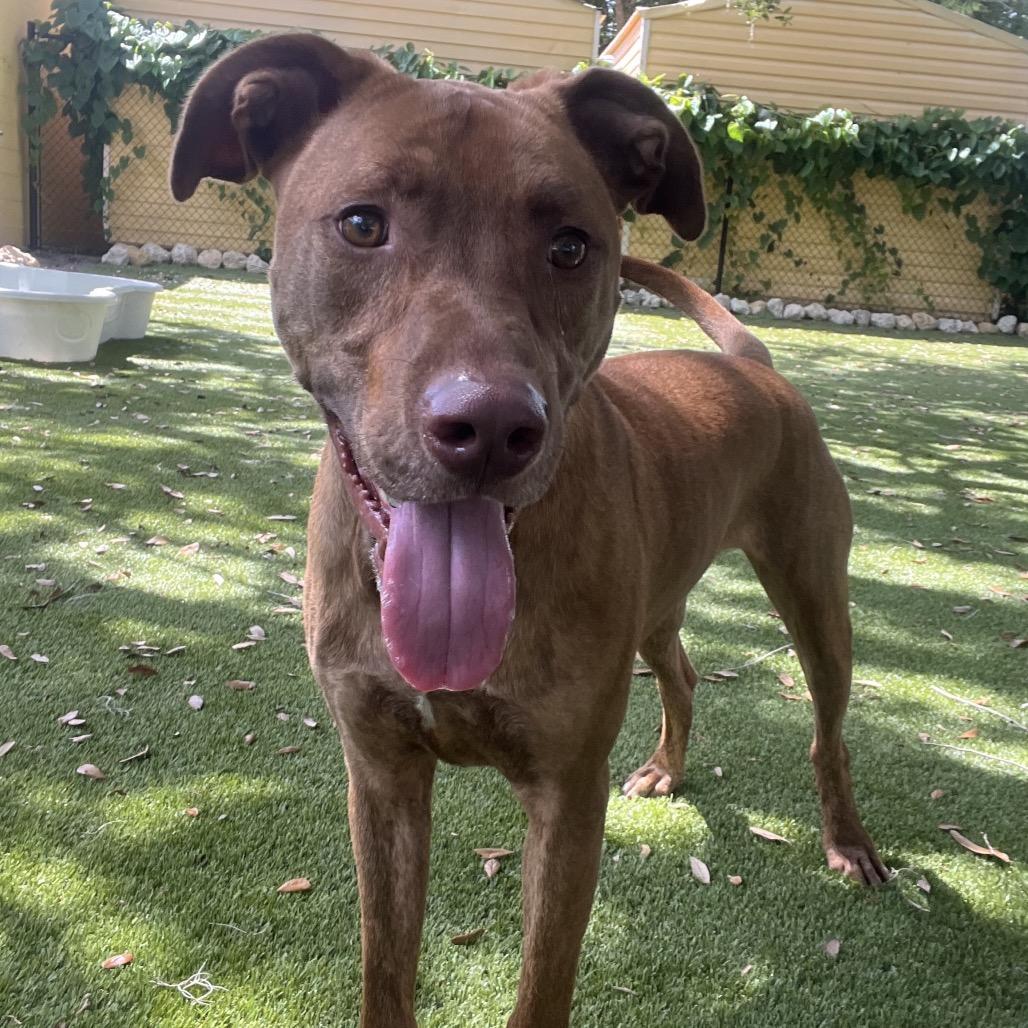 Enlarge Ruger, a Adoptable Mixed Breed in Clearwater, FL image 2/3