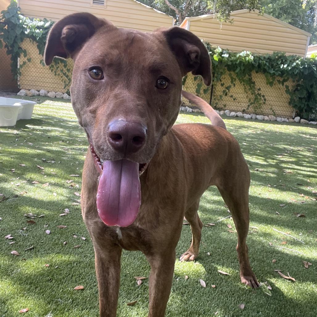 Enlarge Ruger, a Adoptable Mixed Breed in Clearwater, FL image 3/3